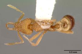 Dorsal view of body, entire, adult worker. Scale bar 0.5 mm long.  Photo by April Nobile,  Antweb.org .