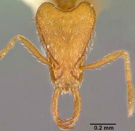 Anterior view of head, adult worker.  Photo by April Nobile,  Antweb.org .