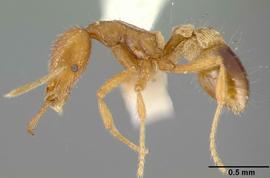 Lateral view of body, entire, adult worker.  Photo by April Nobile,  Antweb.org .