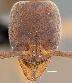 Anterior view of mandibles, adult worker. Mandibles triangular.