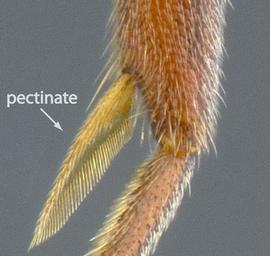 Close-up view of tibia, adult worker. Tibia with pectinate spur and no simple spur.