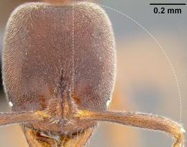 Anterior view of antennal scape, adult worker. Antennal scapes reach or exceed posterior head margin.