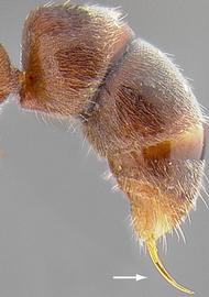 Lateral view of sting, adult worker. Gaster armed with sting.