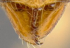 Anterior dorsal view of mandibles, adult worker. Mandibles with more than seven teeth or denticles.
