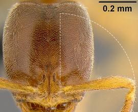 Anterior view of antennal scape, adult worker. Antennal scapes do not reach or exceed posterior head margin.