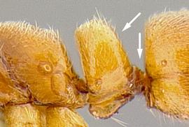 Lateral view of petiole, adult worker. Petiole narrowly attached to gaster; conspicuous posterior face.