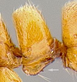 Lateral view of petiole, adult worker. Subpetiolar process lacking fenestra.