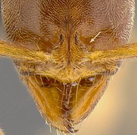 Close-up view of frontal carina, adult worker. Frontal lobes relatively narrow.