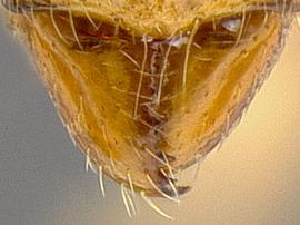 Anterior dorsal view of mandibles, adult worker. Mandibular teeth.