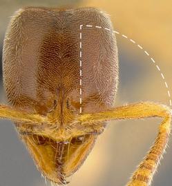 Anterior view of antennal scape, adult worker. Scape length.