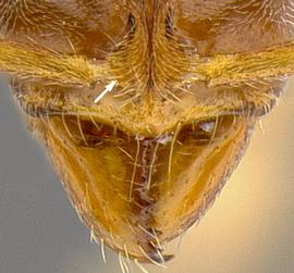 Anterior view of frontal carina, adult worker. Antennal insertion at least partially covered by frontal lobe.