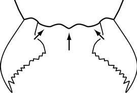 Anterior view of clypeus, adult worker. The anterior clypeal margin with three convexities (one median and two lateral). Used to distinguish  Iridomyrmex  from all other dolichoderine genera in Antkey.