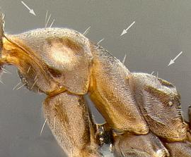 Lateral view of thorax / mesosoma, adult worker. Mesosoma dorsum with erect hairs.