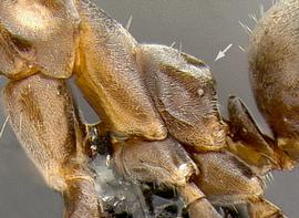Lateral view of propodeum, adult worker. Propodeum shape.