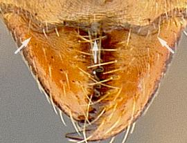 Anterior view of mouthparts, adult worker. Anterior clypeal margin with one median and two lateral rounded projections.