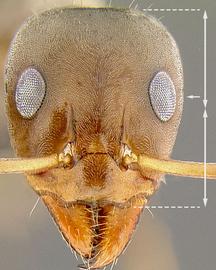 Anterior view of head, adult worker. Eyes situated distinctly above midline of face. Nesting in sand.