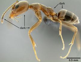 Lateral view of body, entire, adult worker. Head and body approximately uniform in color.