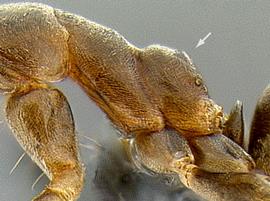 Lateral view of propodeum, adult worker. Propodeum shape.