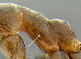 Lateral view of thorax / mesosoma, adult worker. Dense pubescence covering mesopleura.