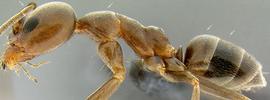 Lateral view of body, surface characters, adult worker. Erect hairs lacking from cephalic dorsum (above eye level), pronotum, and gastral tergites 1 and 2.