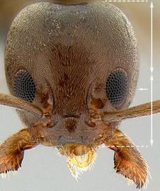 Anterior view of eye / ocellus, adult worker. Eyes situated distinctly below midline of face.
