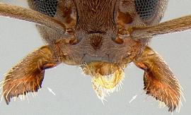 Anterior dorsal view of mandibles, adult worker. Mandible lacking distinct basal angle.