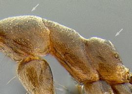 Lateral view of thorax / mesosoma, adult worker. Profile of mesosomal dorsum with two distinct convexities.