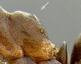 Lateral view of propodeum, adult worker. Propodeum angular, with flat to weakly convex dorsal and posterior faces.