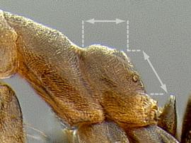 Lateral view of propodeum, adult worker. Propodeum with dorsal surface not distinctly shorter than posterior face.