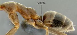 Lateral view of waist, adult worker. Waist only one-segmented.