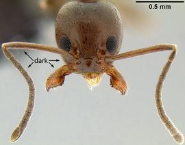 Anterior view of head, adult worker. Head and body approximately uniform in color.