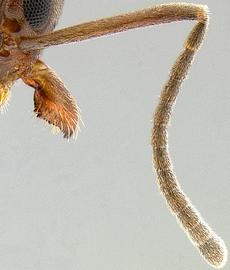 Close-up view of antenna, adult worker. Antennal club indistinct.