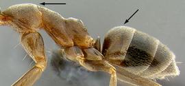 Lateral view of thorax / mesosoma, adult worker. Mesosoma lacking erect hairs.