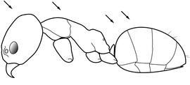Lateral view of body, surface characters, adult worker. Erect hairs are absent on cephalic dorsum (above eye level), gastral tergites 1 and 2, and are often also present on the pronotum. Used in Antkey to separate  Linepithema humile  from  Linepithema iniquum .
