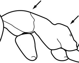Lateral view of thorax / mesosoma, adult worker. The profile of mesosomal dorsum with only two distinct convexities (promesonotum and propodeum). The metanotum is not distinctly raised. Used in Antkey to separate  Linepithema humile  from  Linepithema iniquum .
