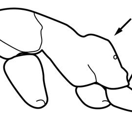 Lateral view of propodeum, adult worker. The propodeum is angular, with flat to weakly convex dorsal and posterior faces. Used in Antkey to separate  Linepithema humile  from  Linepithema iniquum .