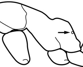 Lateral view of propodeum, adult worker. The propodeal spiracle is bordering posterior margin of the propodeum. Used in Antkey to separate  Linepithema humile  from  Linepithema iniquum .