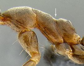 Lateral view of thorax / mesosoma, adult . Metanotal impression (arrow). Note also the mesosoma dorsum lacking erect hairs.