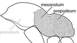 Lateral view of thorax / mesosoma, adult worker. The mesonotum and propodeum with a combination of punctate and rugose sculpture, while the promesonotum entirely lacks sculpture. Used in Antkey to separate  Monomorium destructor  from other  Monomorium .