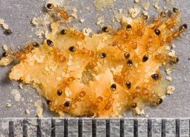 Multiple views, body, entire, adult workers.  Monomorium destructor  workers at peanut butter bait. Lautoka, Fiji, 1-27-2008.