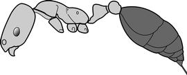 Lateral view of body, surface characters, adult worker. The gaster is brown to black and the rest of the body is brownish yellow. Used in Antkey to separate   Monomorium destructor   from all other   Monomorium .