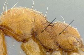 Lateral view of thorax / mesosoma, adult worker. Mesosoma partially sculptured.