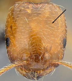 Anterior view of head, adult worker. Antennal scrobe absent.
