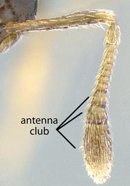 Close-up view of antenna, adult worker. Antennal club 3-segmented.