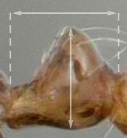 Lateral view of petiole, adult worker. Petiole length approximately equal to height. Photo by April Nobile,  Antweb.org , modified.