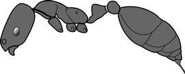 Lateral view of body, surface characters, adult worker. The entire body is uniformly brown to black. Used in Antkey to separate  Monomorium ebeninum, Monomorium liliuokalanii , members of the  Monomorium salomonis -group and some specimens of  Monomorium floricola  from all other  Monomorium  species.