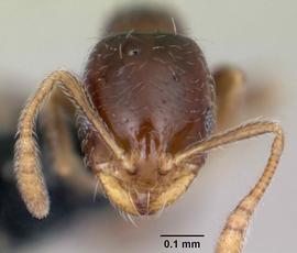 Anterior view of head, adult worker.  Photo by April Nobile,  Antweb.org .