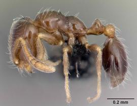 Lateral view of body, entire, adult worker.  Photo by April Nobile,  Antweb.org .