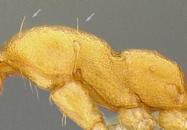 Lateral view of thorax / mesosoma, adult. Mesosoma entirely sculptured. Note erect hairs (arrows) present on dorsum.