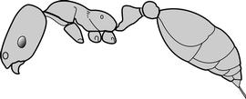 Lateral view of body, surface characters, adult worker. The entire body is uniformly brownish yellow. Used in Antkey to separate  Monomorium pharaonis  from all other  Monomorium  species.